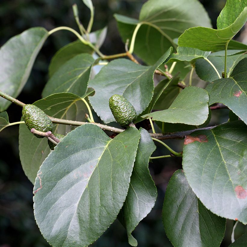 Aliso napolitano - Alnus cordata (Follaje)