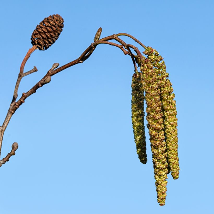 Aliso napolitano - Alnus cordata (Cosecha)