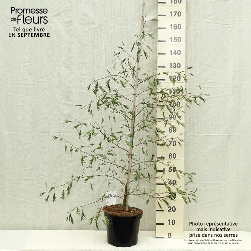 Ejemplar de Aliso imperial - Alnus glutinosa Imperialis Maceta 7,5L/10L entregado en otoño