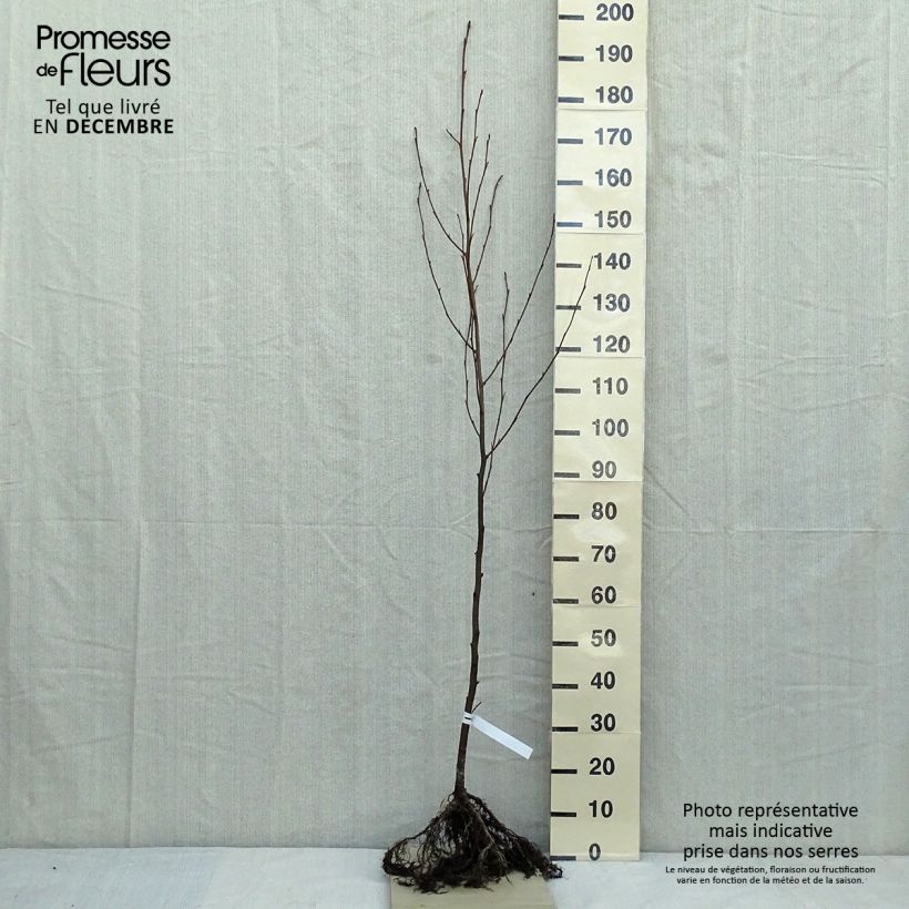 Aliso común - Alnus glutinosa Raíces desnudas Ejemplar entregado en invierno