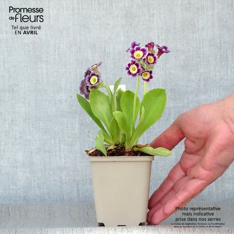Primula pubescens Maceta de 8/9 cm Ejemplar entregado en la primavera