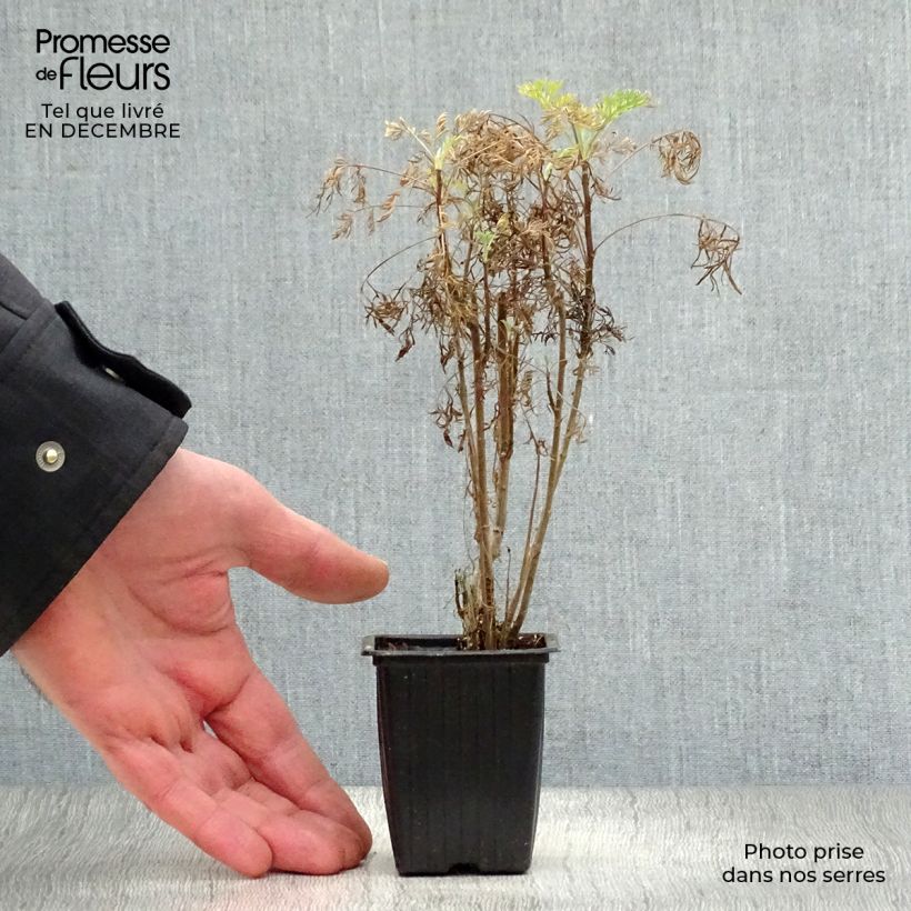 Artemisia abrotanum - Abrótano macho Maceta de 7/8 cm Ejemplar entregado en invierno