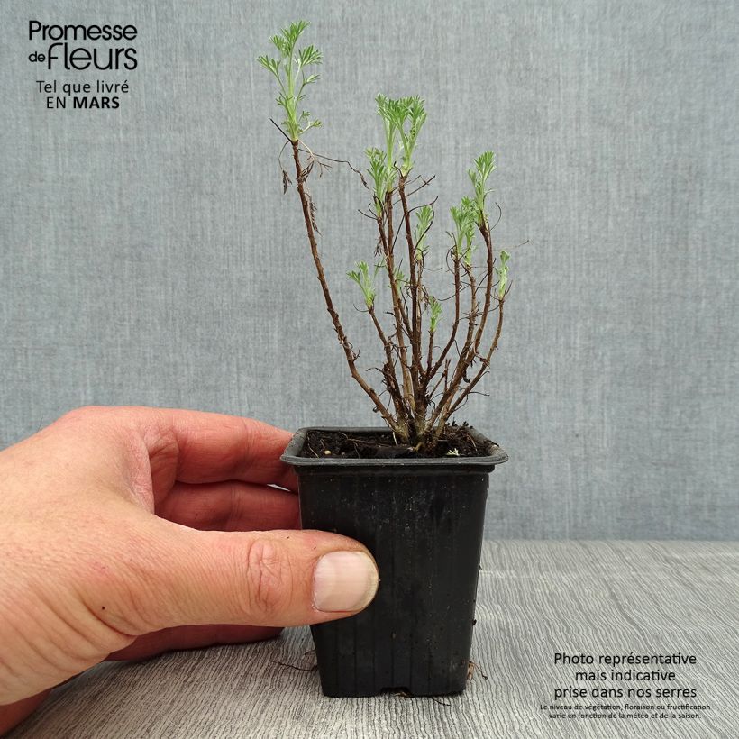Artemisia abrotanum - Abrótano macho Maceta de 7/8 cm Ejemplar entregado en la primavera