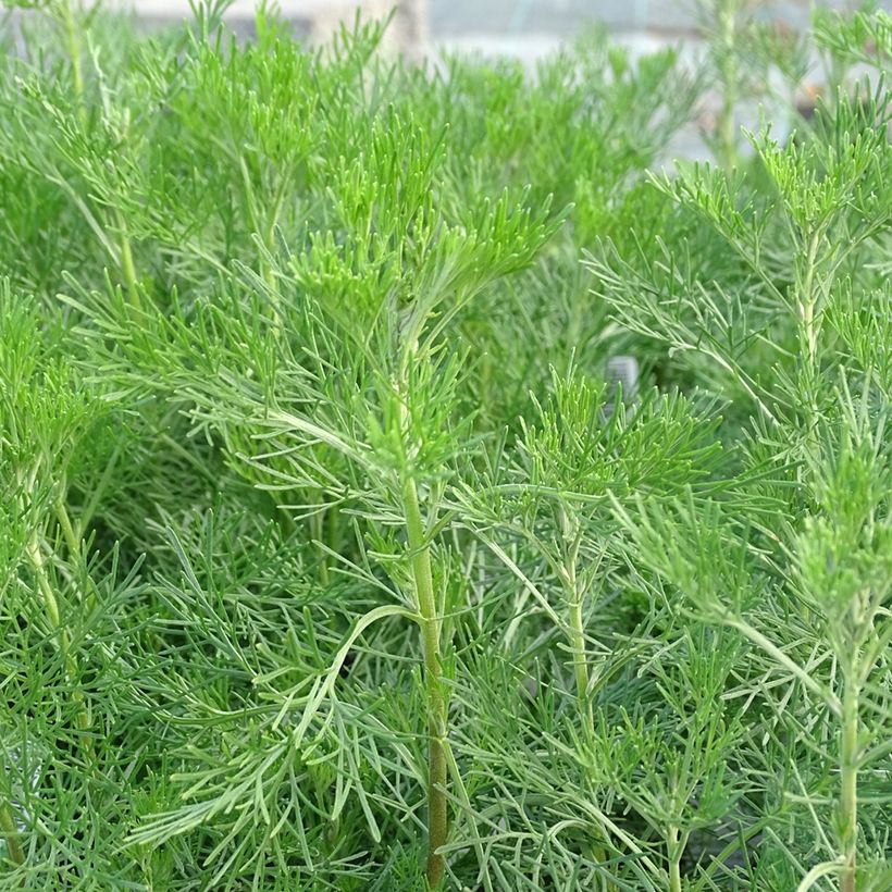 Artemisia abrotanum - Abrótano macho (Follaje)