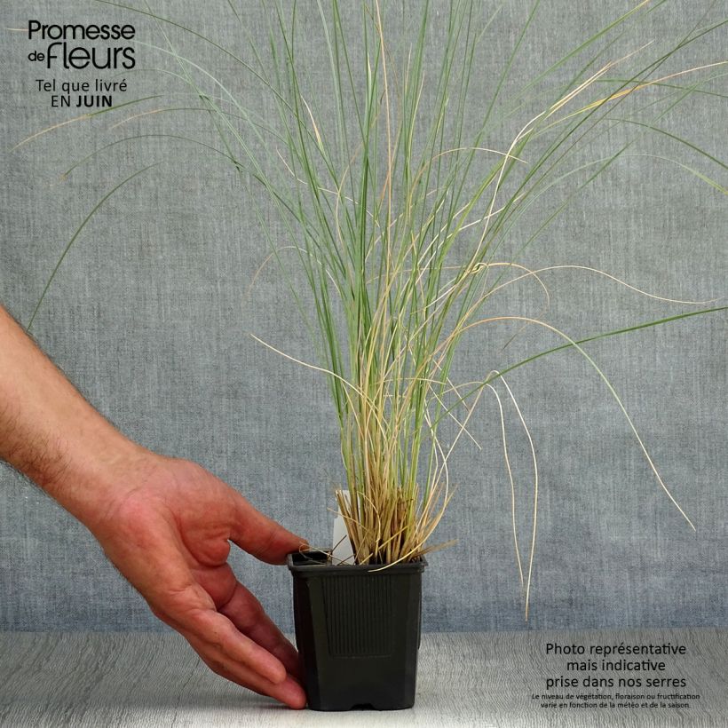 Ejemplar de Helictotrichon sempervirens Pendula - Avena Azul Maceta de 8/9 cm entregado en verano