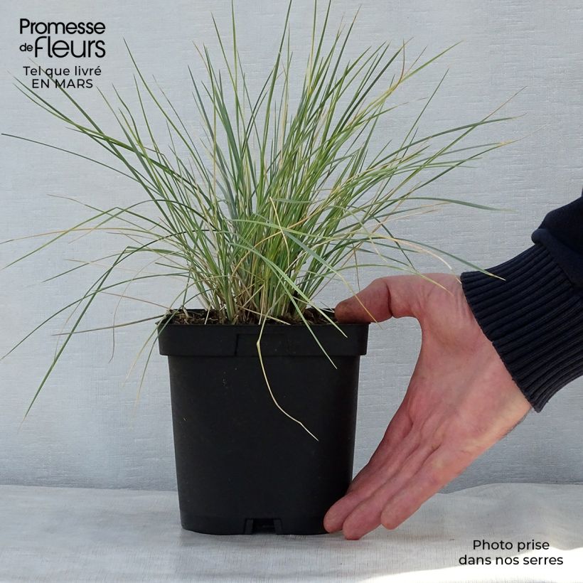 Helictotrichon sempervirens - Avena Azul Maceta 2L/3L Ejemplar entregado en la primavera