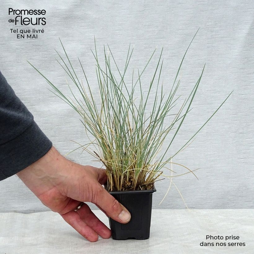 Helictotrichon sempervirens - Avena Azul Maceta de 8/9 cm Ejemplar entregado en la primavera