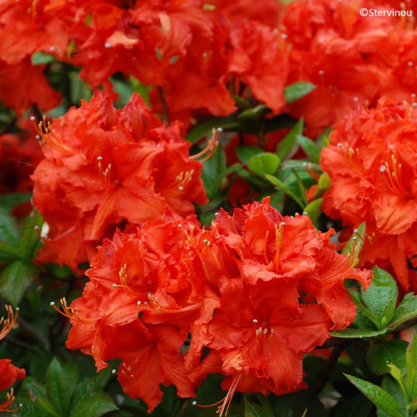 Azalea mollis Gibraltar (Floración)