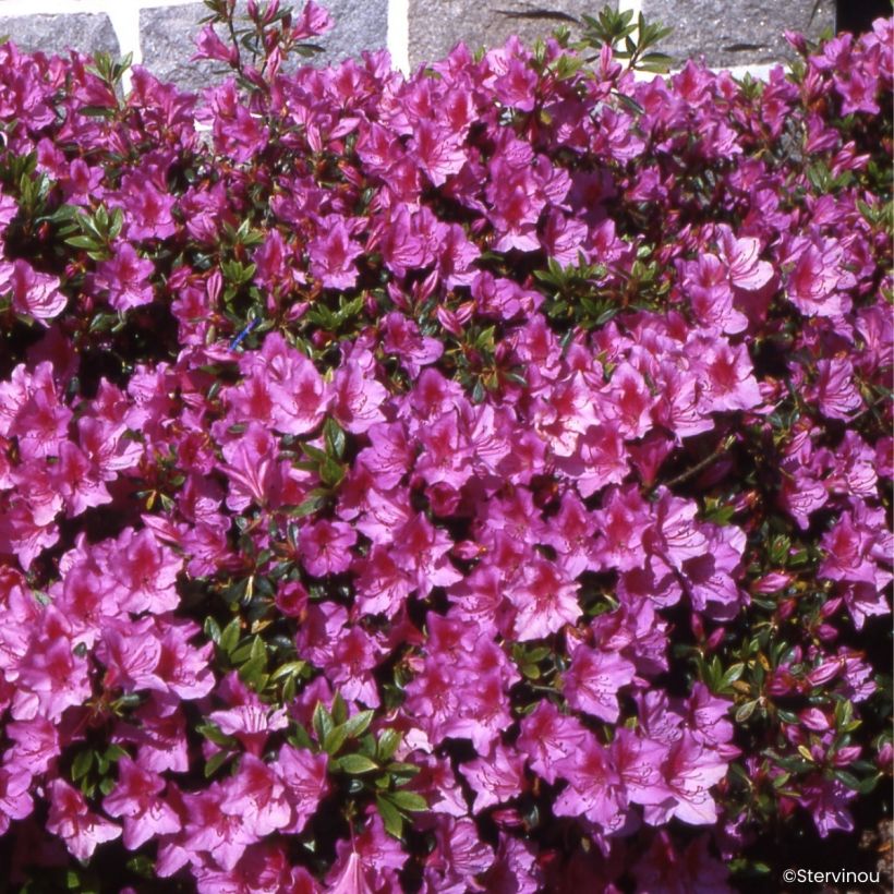 Azalea Japonica Beethoven (Porte)