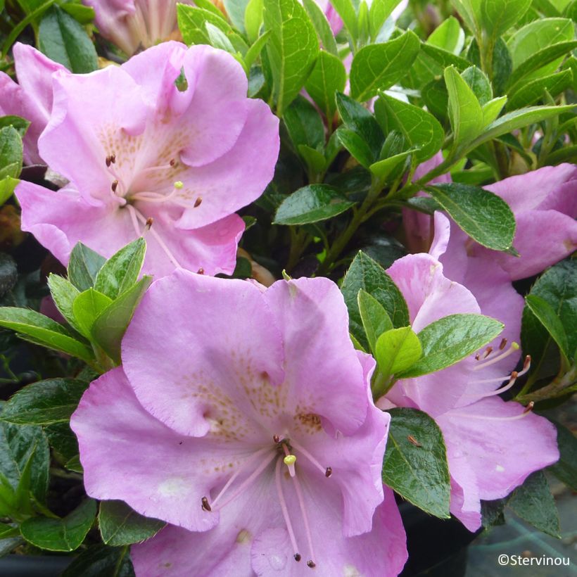 Azalea japonica Blue Moon (Floración)