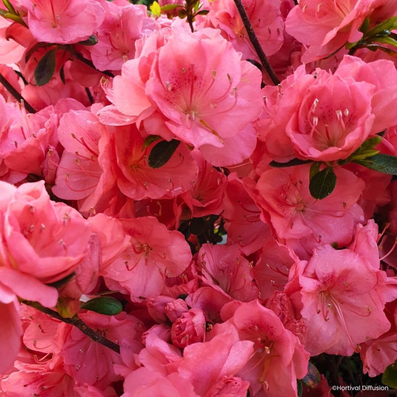 Azalea japonica Flash Dance Salmon (Floración)