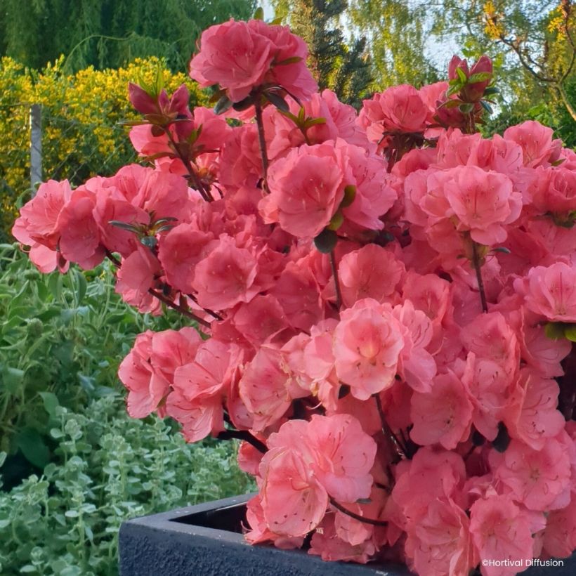 Azalea japonica Flash Dance Salmon (Porte)