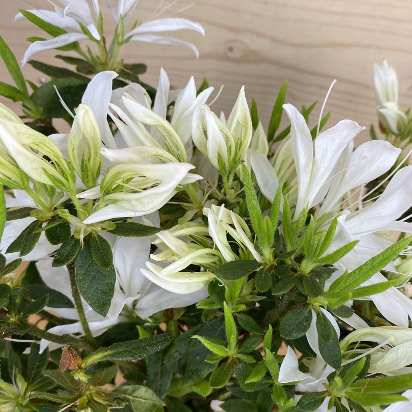 Azalea Japonica Koromo shikibu White (Follaje)