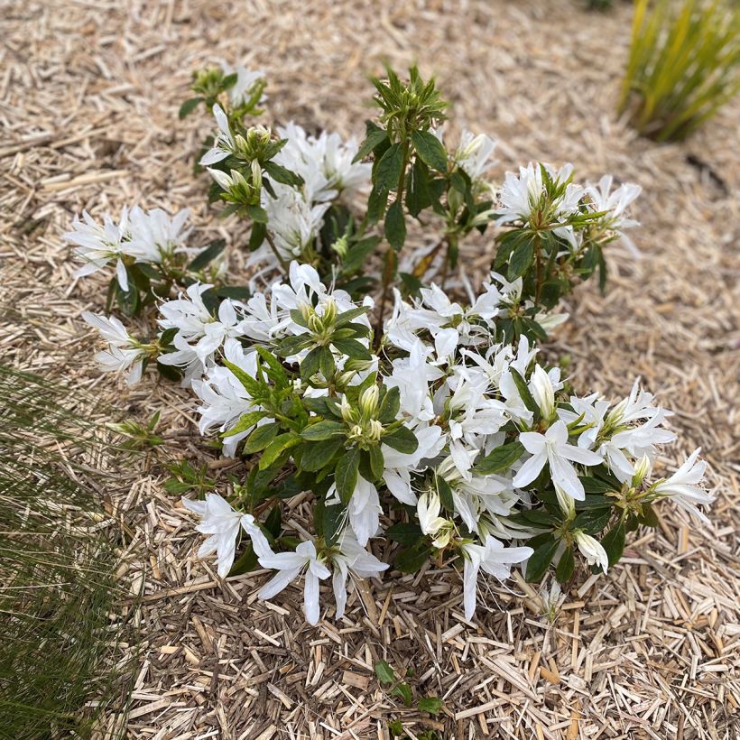 Azalea Japonica Koromo shikibu White (Porte)