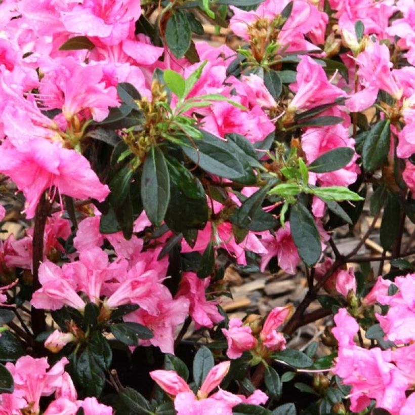 Azalea ENCORE Carnival (Follaje)