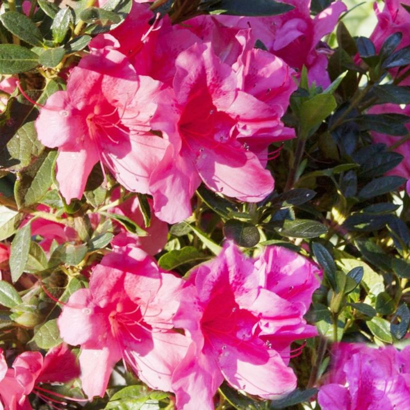 Azalea ENCORE Carnival (Floración)