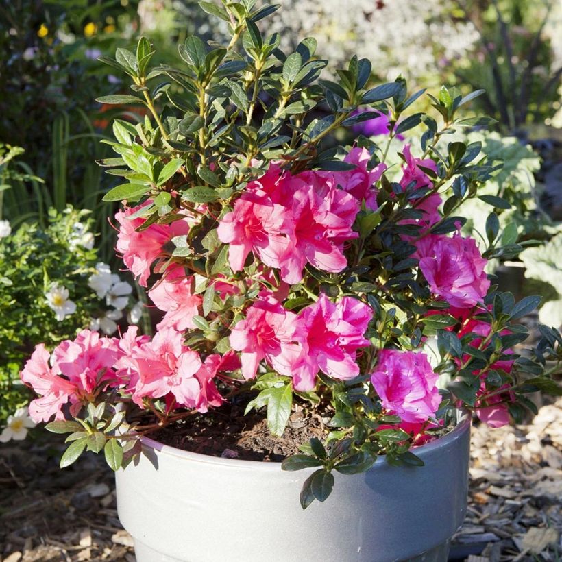 Azalea ENCORE Carnival (Porte)