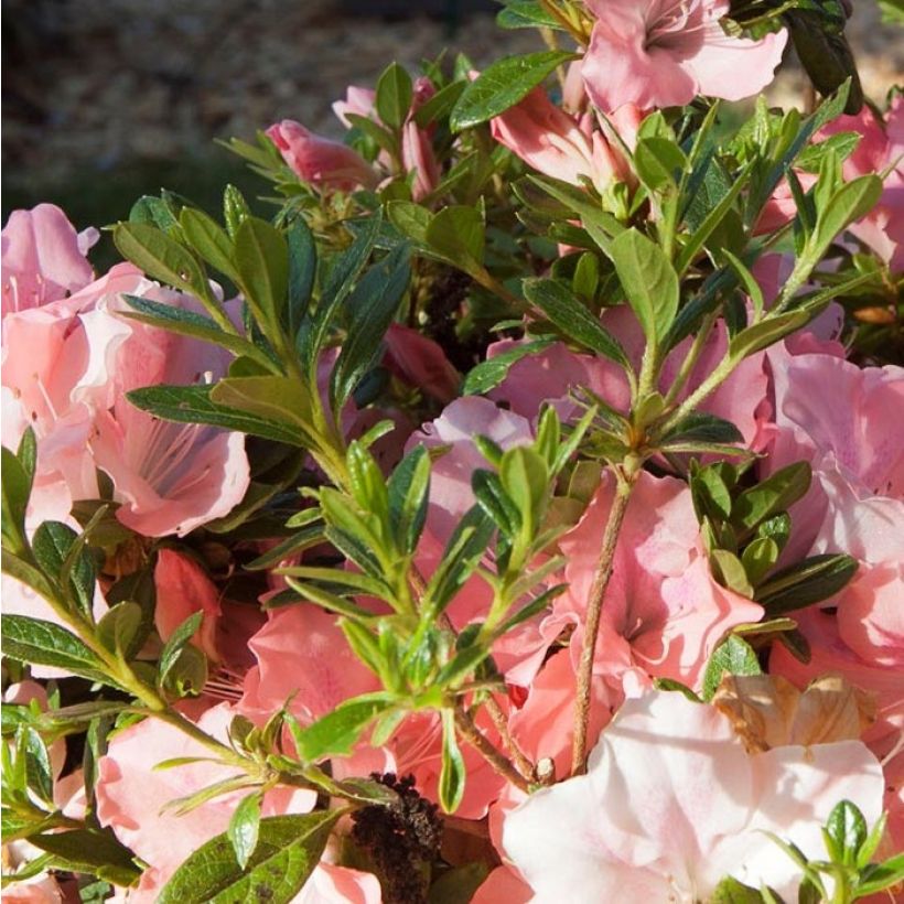 Azalea japonica ENCORE Debutante (Follaje)