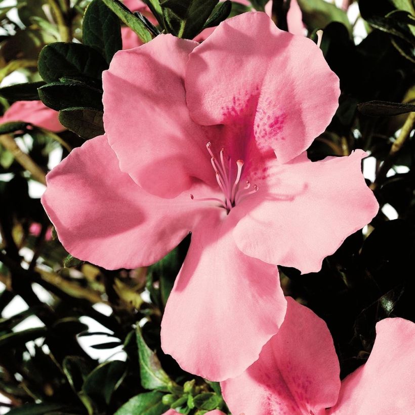 Azalea japonica ENCORE Debutante (Floración)