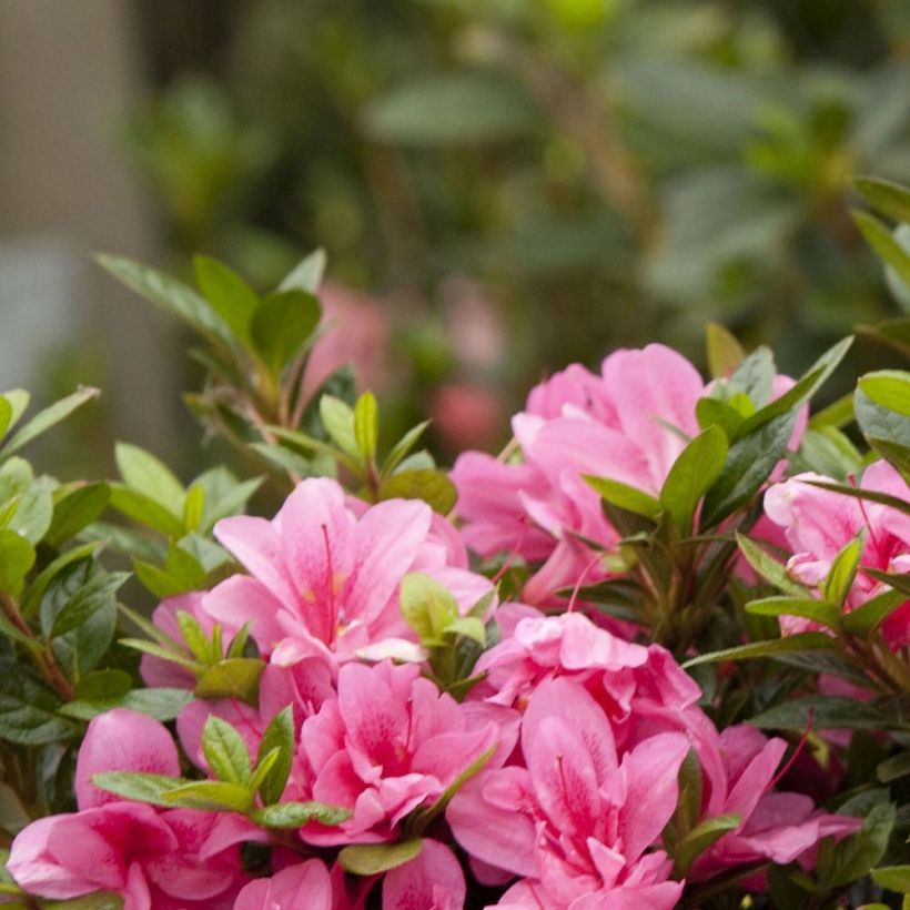 Azalea japonica ENCORE Empress (Follaje)