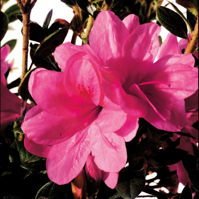 Azalea japonica ENCORE Empress (Floración)