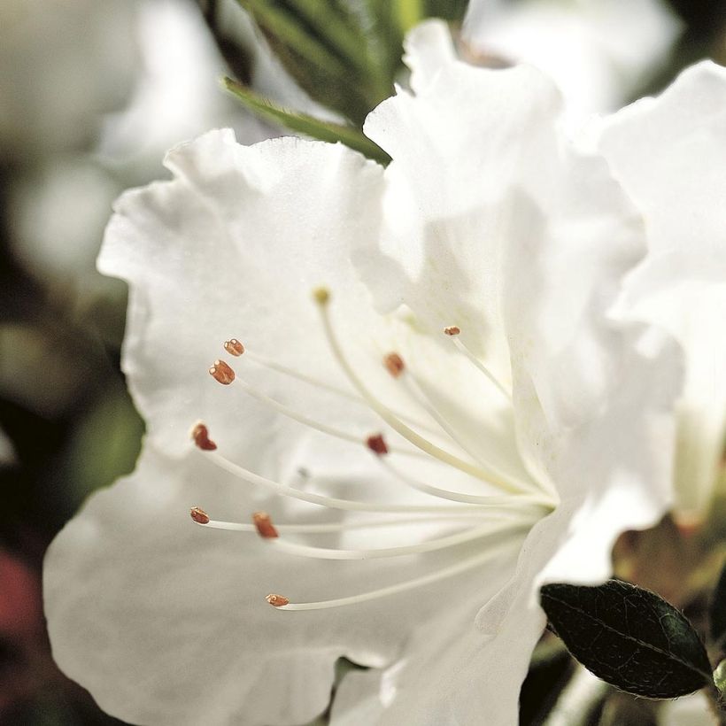 Azalea japonica ENCORE Ivory (Floración)