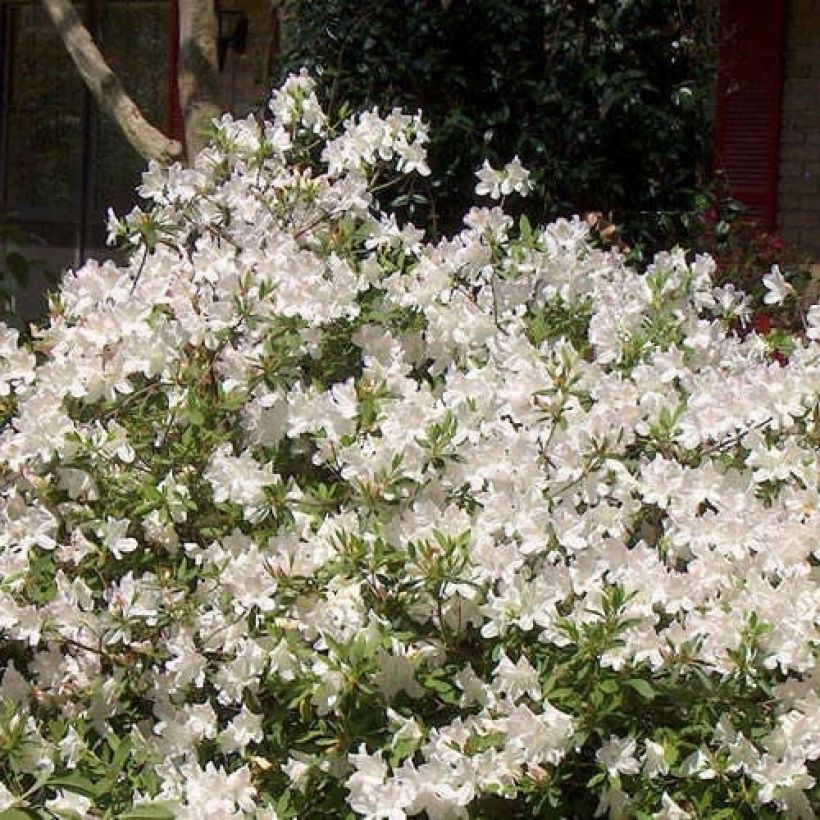Azalea japonica ENCORE Ivory (Porte)