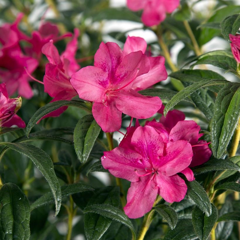 Azalea japonica ENCORE Jewel (Follaje)