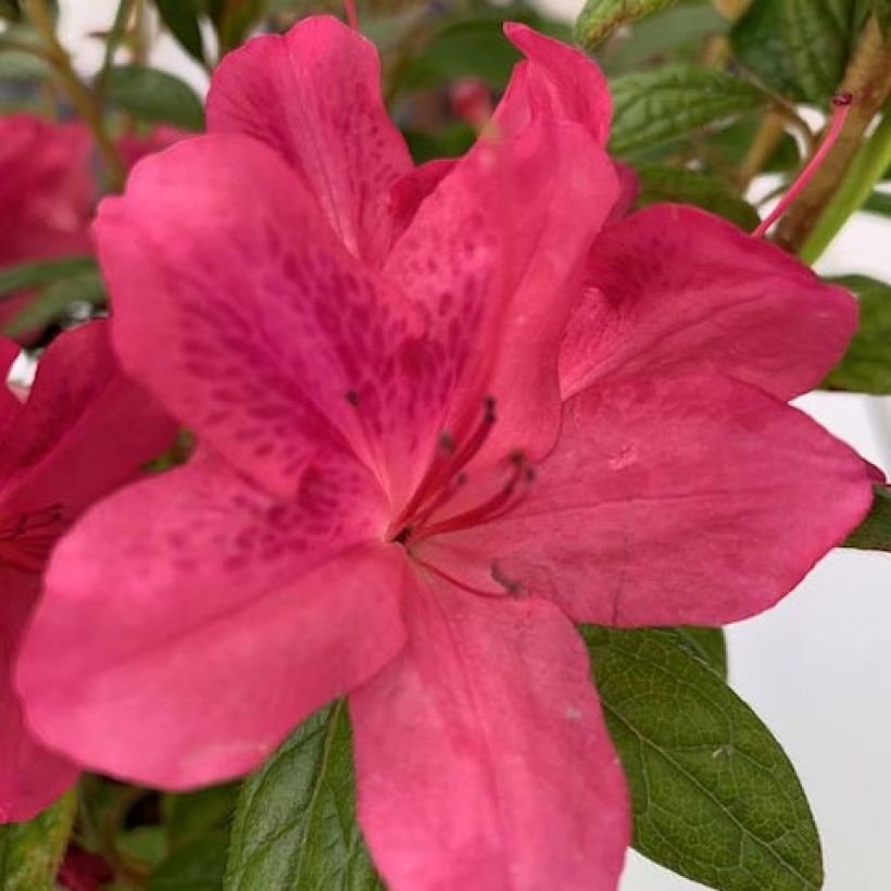 Azalea japonica ENCORE Jewel (Floración)