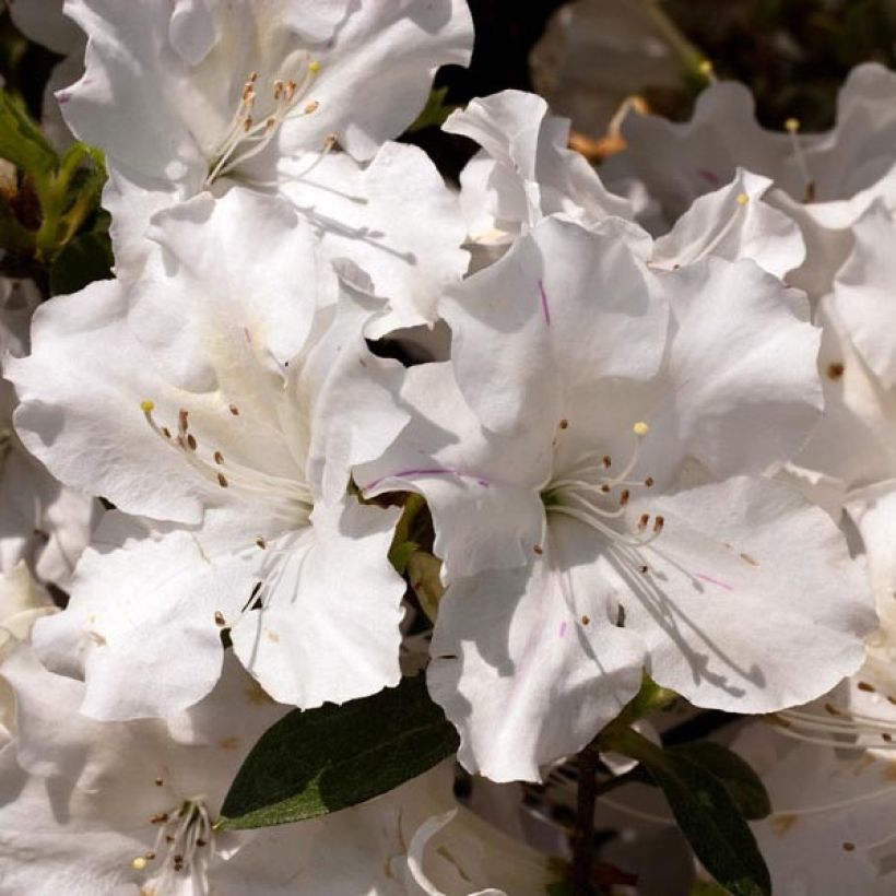 Azalea japonica ENCORE Lily (Floración)