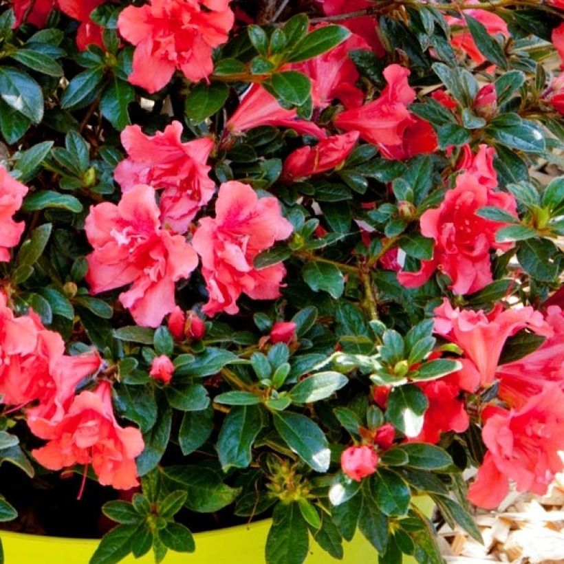 Azalea japonica ENCORE Princess (Follaje)