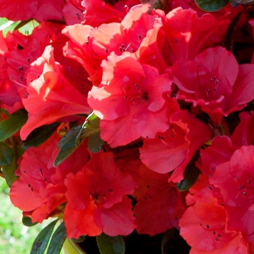 Azalea ENCORE Ruby (Floración)
