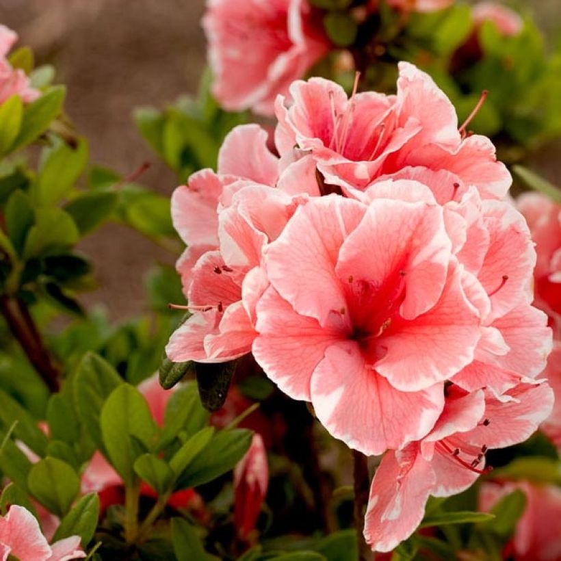 Azalea japonica ENCORE Sunburst (Follaje)