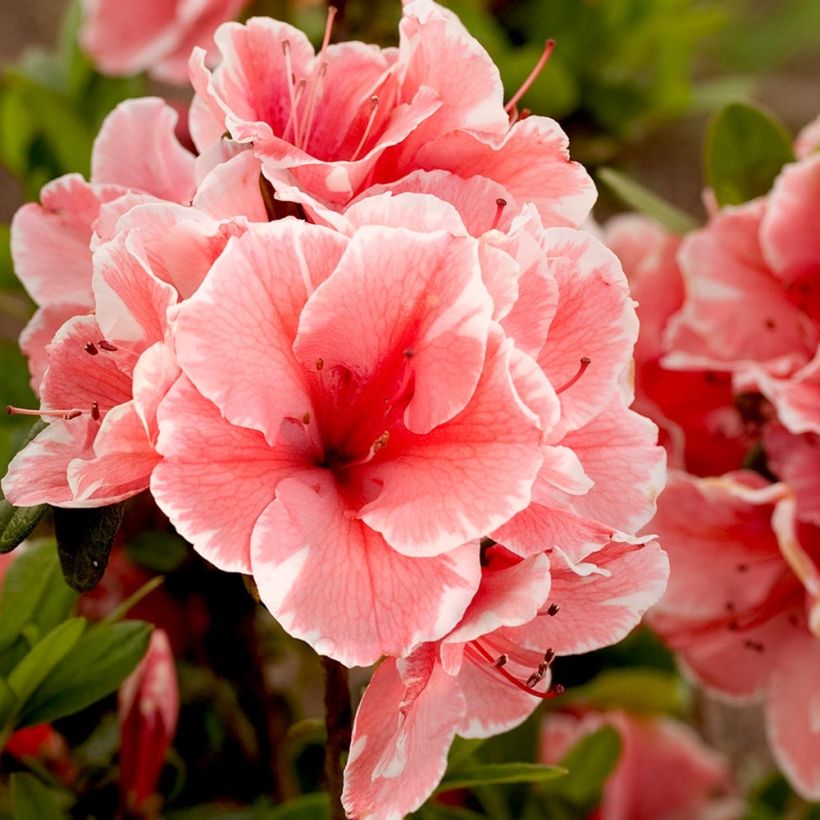 Azalea japonica ENCORE Sunburst (Floración)