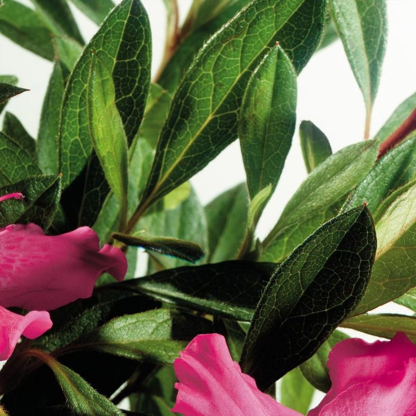 Azalea japonica ENCORE Sundance (Follaje)