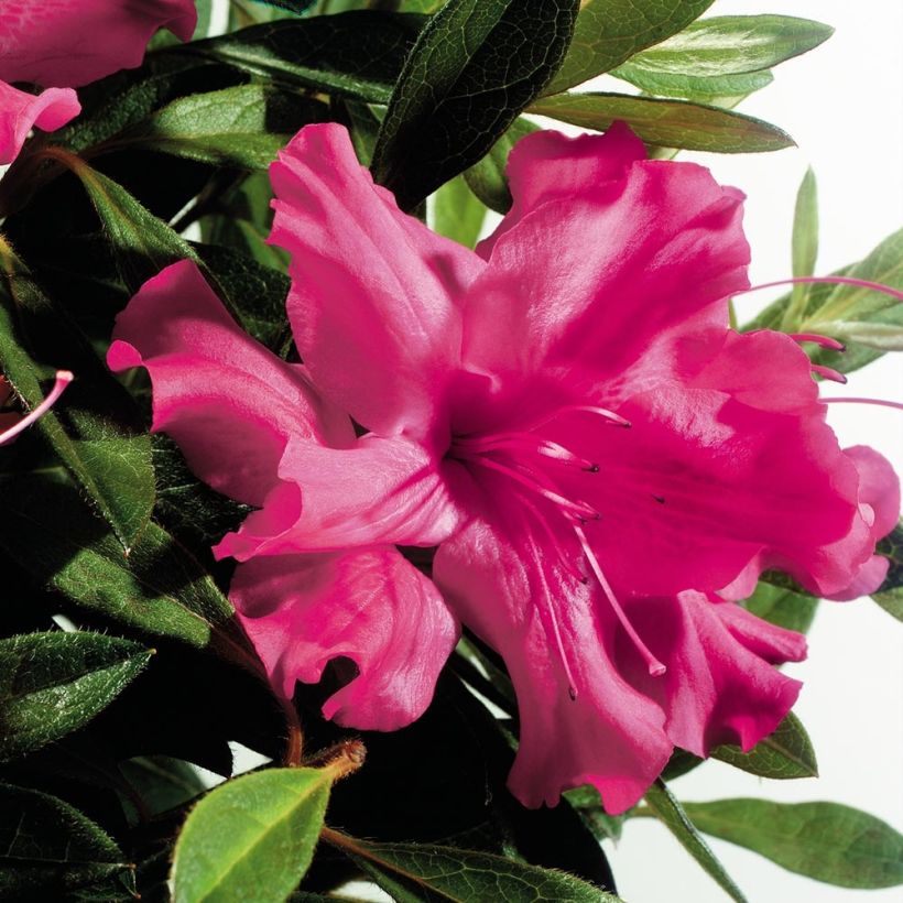 Azalea japonica ENCORE Sundance (Floración)