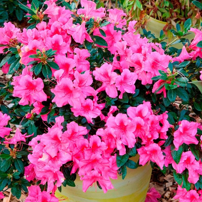 Azalea japonica ENCORE Sundance (Porte)