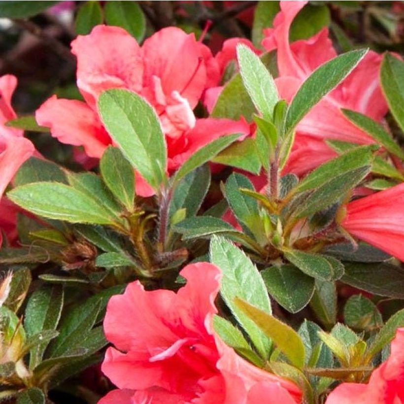 Azalea japonica ENCORE Sunset (Follaje)
