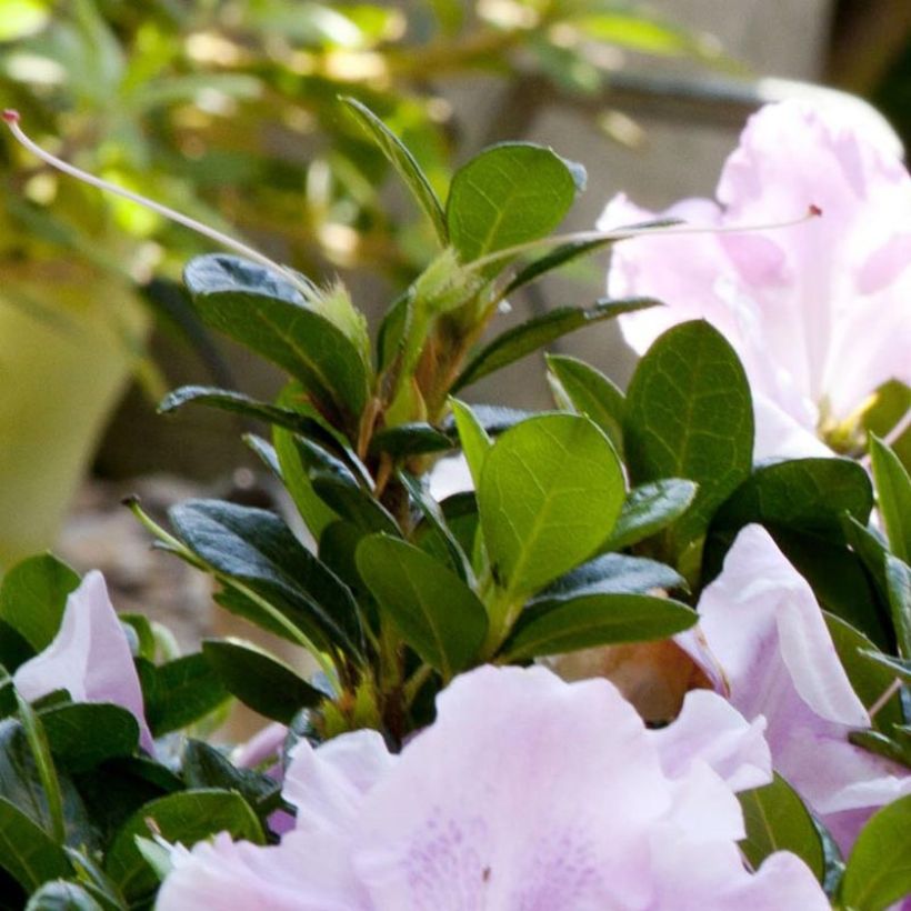 Azalea japonica ENCORE Sweetheart (Follaje)