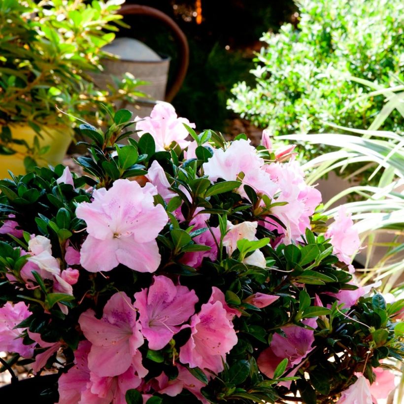 Azalea japonica ENCORE Sweetheart (Porte)