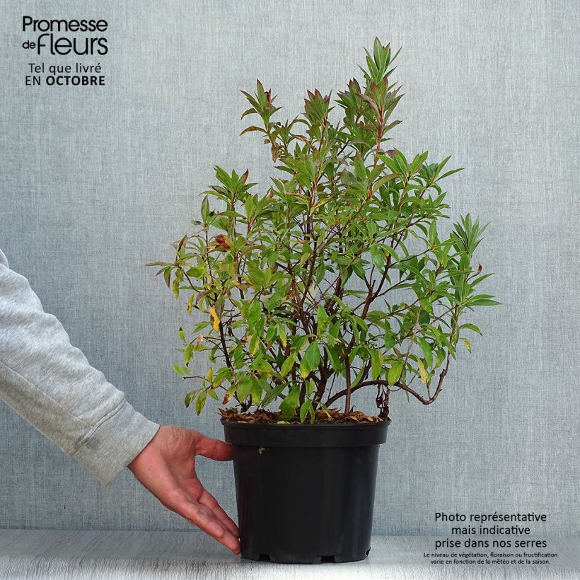 Ejemplar de Azalea canescens Maceta 4L/5L entregado en otoño