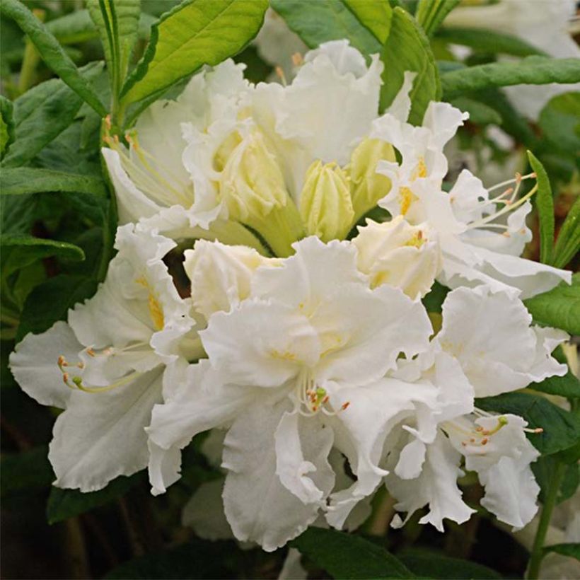 Azalea mollis White Frills (Floración)
