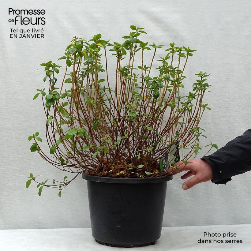 Azalea obtusum Palestrina Maceta 12L/15L Ejemplar entregado en invierno