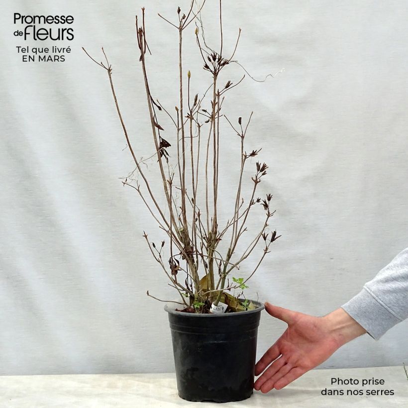 Azalea mollis Satan Maceta 4L/5L Ejemplar entregado en la primavera