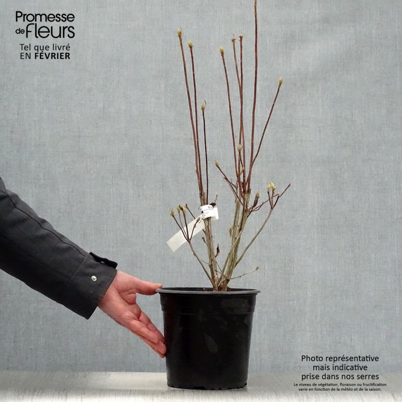 Azalea mollis Satan Maceta 4L/5L Ejemplar entregado en invierno