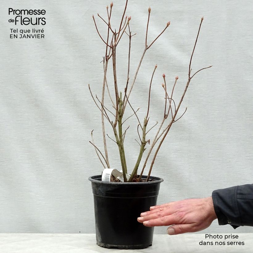 Azalea mollis Glowing Embers Maceta 4L/5L Ejemplar entregado en invierno