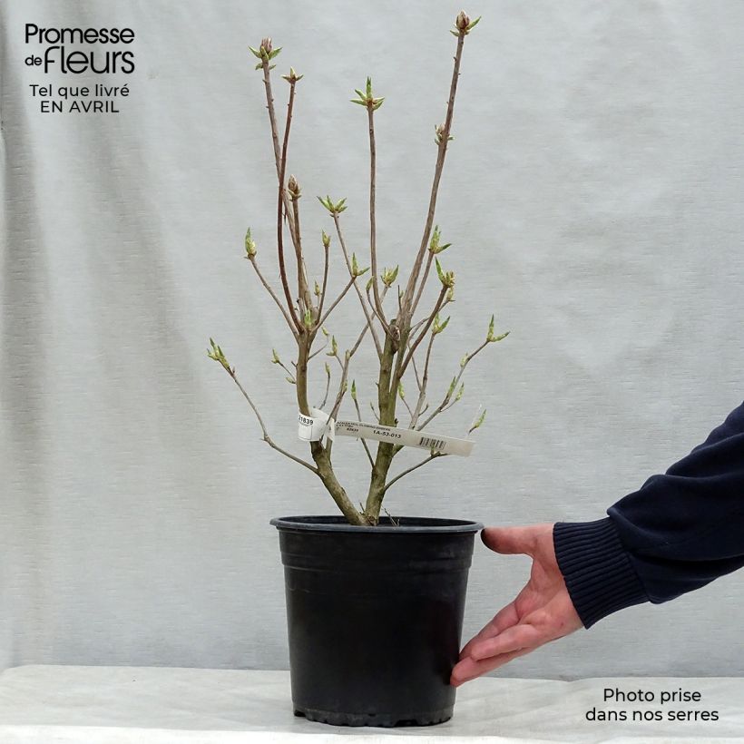 Azalea mollis Glowing Embers Maceta 4L/5L Ejemplar entregado en la primavera