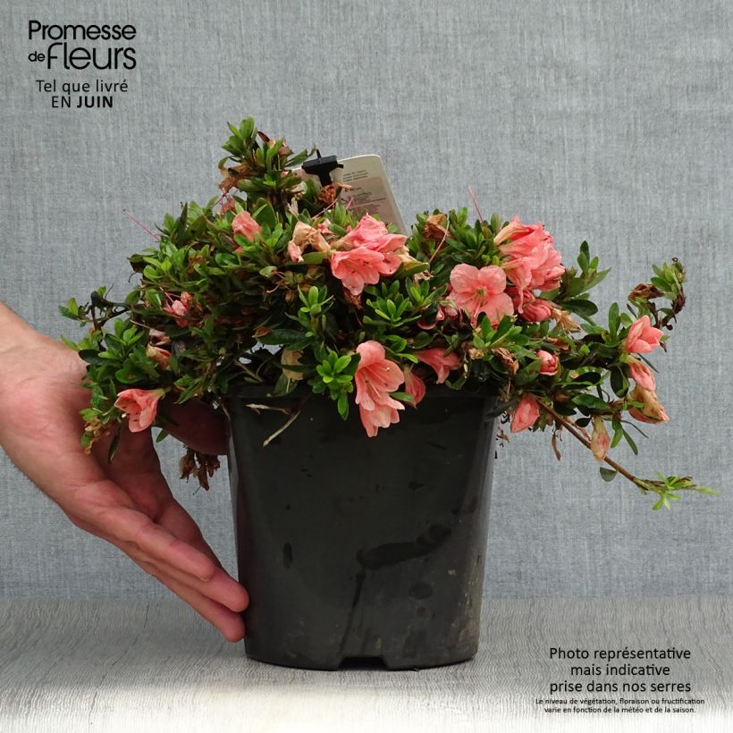 Ejemplar de Azalea nakaharae Pink Cascade Maceta 2L/3L entregado en verano