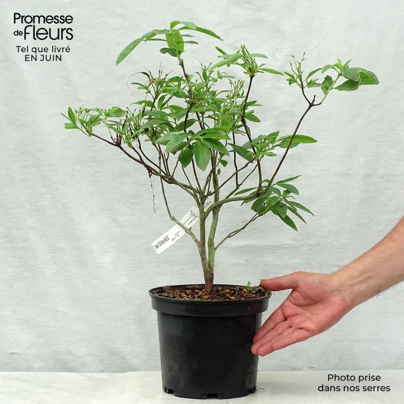 Ejemplar de Azalea Anneke Maceta 4L/5L entregado en verano