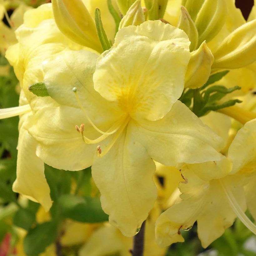 Azalea Anneke (Floración)